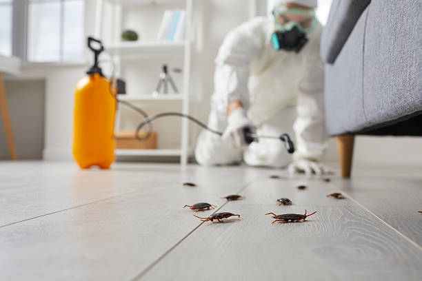 Post-Treatment Bed Bug Interceptor Monitoring in Edinburg